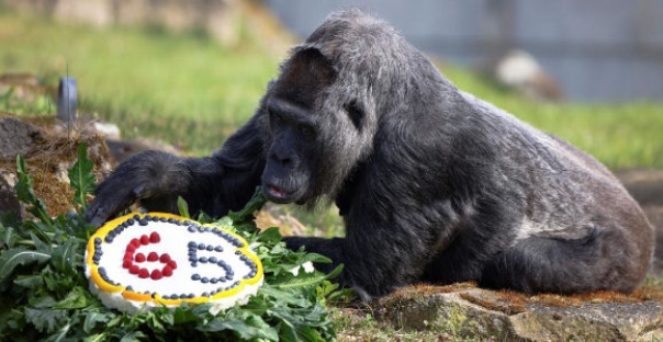 Le gorille le plus âgé du monde fête ses 65 ans et son histoire est liée à Marseille